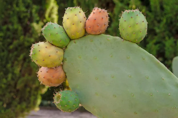 Φρέσκο ζουμερό κάκτο Opuntia κοντινό πλάνο σε πράσινο τοπίο. Φυτό κάκτος με αγκάθια. Αυθεντική αντίληψη των κακακίδων — Φωτογραφία Αρχείου