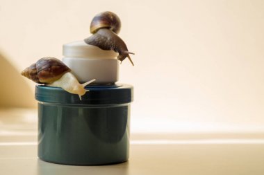 Işık arka planda iki Achatina salyangoz ve kozmetik. Aşırı yakın çekim makro fotoğrafçılık. Kavanozlarda yumuşakçalar var. Anti-aging balçık. Seçici fokular.