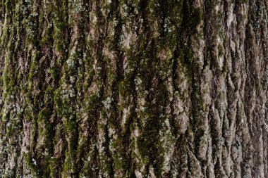 Üzerinde yosun olan bir ağacın kabuğunun kabartmalı dokusu. Ahşap ağaç doku desen duvar kağıdı. Ekoloji kavramı arka planı