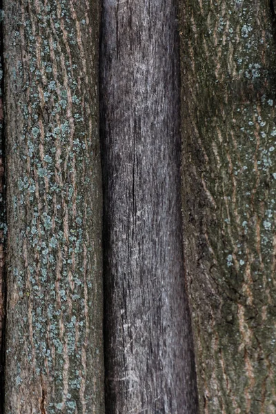 Textura en relieve de la corteza de un árbol. Fondo de pantalla viejo árbol textura patrón de madera. Fondo del concepto de ecología y naturaleza — Foto de Stock