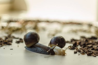 Işık arka planda iki Achatina salyançası. Yumuşakçalar aşırı yakın çekim makro fotoğraf. Seçici fokular