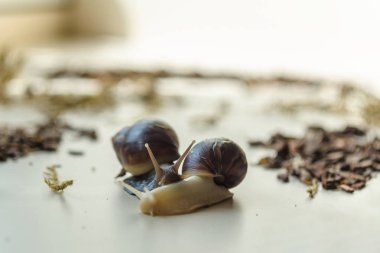 Işık arka planda iki Achatina salyançası. Yumuşakçaların yakın çekim makro fotoğrafçılığı. Anti-aging balçık. Seçici fokular