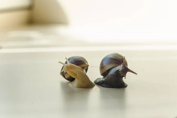 Two Achatina snails on the light background. Extreme close-up macro photography of mollusks. Anti-aging slime. Selective fokus — Stock Photo, Image