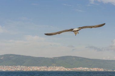 Siyah kanatlı beyaz deniz kuşu, Bulgaristan 'ın mavi gökyüzü altında uçuyor. Karadeniz 'in üzerinde uçan martı manzarası. Aşağıdaki mavi gökyüzünden ve kabarık bulutlardan bak. Metin için yer