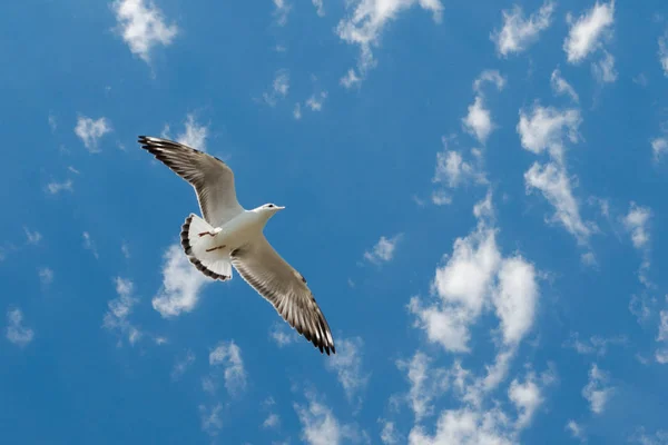 White seabird with black wing tips flight under the blue sky of the Bulgaria. Seagull view of flying above the Black sea water. View from below on blue sky and fluffy clouds. Place for text