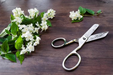 Yeşil yapraklı beyaz yasemin çiçekleri ve koyu kahverengi ahşap masadaki eski çelik makas. Düz konum, üst görünüm, metin için boşluk kopyala. Çiçek duvar kağıdı konsepti