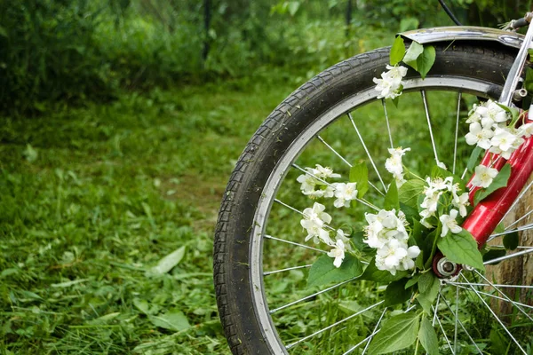 Beautiful white flowers of jasmine in the wheel of a red old bicycle against the background of green trees, mown grass and hemp. Creative romantic vintage concept. Place for text — Stock Photo, Image