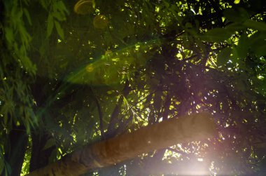 Bulanık yeşillik ve mavi gökyüzü arka plan karşı yumuşak seçici odak ağaçların yaprakları ile Güneş ışığı. Parlak yeşil yaprakları ile ağacın şube kapatın. Metniniz için yer