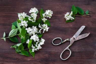 Yeşil yapraklı beyaz yasemin çiçekleri ve koyu kahverengi ahşap masadaki eski çelik makas. Düz konum, üst görünüm, metin için boşluk kopyala. Çiçek duvar kağıdı konsepti