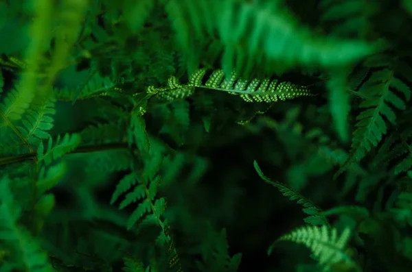Macro foto de pétalas de samambaia verde. Padrão natural perfeito. Fundo bonito feito com folhas de samambaia jovens. Foco seletivo. Flat lay, vista superior, espaço de cópia — Fotografia de Stock
