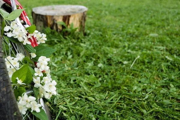 Hermosas flores blancas de jazmín en la rueda de una vieja bicicleta roja contra el fondo de árboles verdes, hierba cortada y cáñamo. Concepto vintage romántico creativo. Lugar para el texto — Foto de Stock