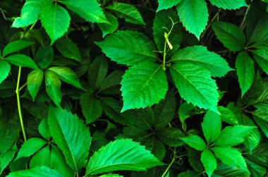Yaz aylarında yaprakları ile yabani üzüm dalları Duvar. Bahçedeki sarmaşıkların dokusu. Bir duvar closeup sarmaşık yaprakları, doğa arka plan. Metin için yer