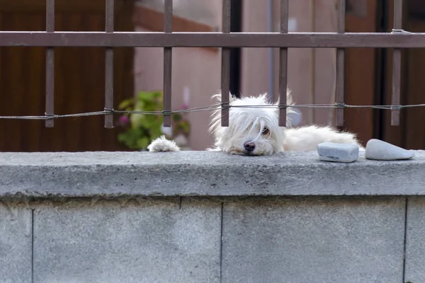 White dog is guarding house and looking at the passersby. Cute hound behind metal fence is standing at the garden gate and watching to the camera. Pooch with smart sad eyes is waiting for his master