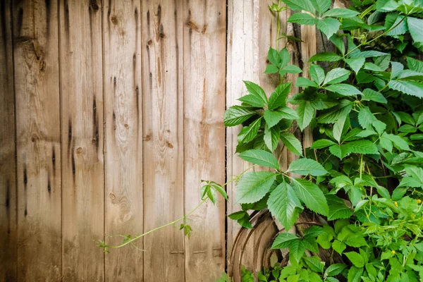 Wilde druiven takken met bladeren op shabby natuurlijke houten planken in de zomer. Gebladerte op vintage bruine muur achtergrond met Kopieer ruimte. Textuur van oude planken omgeven door groene wijnstokken in de tuin Rechtenvrije Stockafbeeldingen