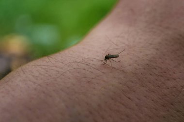Sivrisinek insan elinde oturur ve yeşil arka plan üzerinde insan kanı içecekler. Derideki aç midge insanı ısırır. Sağlık için bir tehlike
