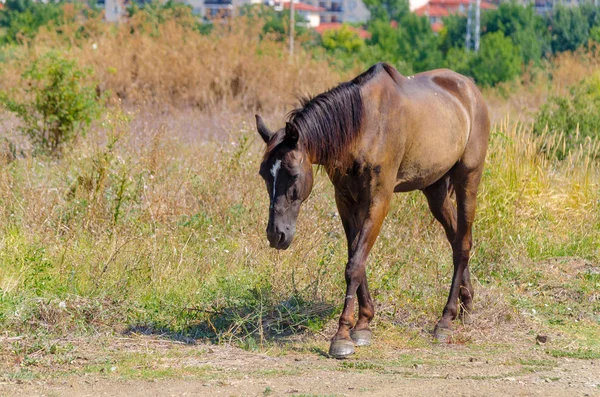Il cavallo bruno va sul campo durante il giorno d'estate. Equino pascolare accanto alla strada e campo. Triste brontolone si trova sul ciglio della strada — Foto Stock