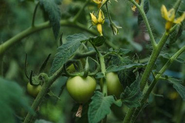 Bahçe yatağında yetişen olgunlaşmamış domatesler. Taze sebzeler serada yeşil meyveile bir dal üzerinde. Çalı olgunlaşmamış sebzeler sapları üzerinde. Çalılıkta genç seçilmiş meyve. Yumuşak odaklama