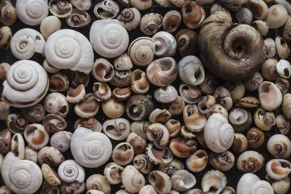 Des coquilles assorties de différentes tailles se trouvent sur les plages de la mer. Gros plan sur la collection de coquillages en été ensoleillé. Beaucoup de pétoncles de blatte empilés ensemble comme fond. Vue de dessus, concept marin — Photo