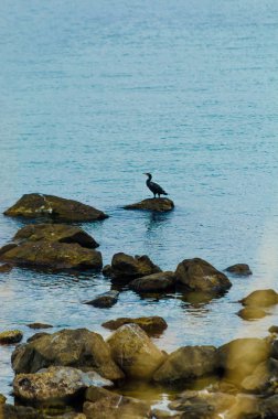 Karadeniz martı denizde kayaların üzerinde oturuyor. Yaz güneşli bir günde kayalıklarda karabatak iniş. Kuş sakin sulara bakar. Metin için yer