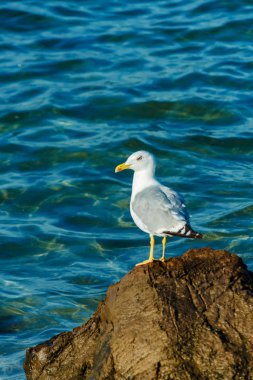 Karadeniz'deki kayaların üzerinde siyah kanat uçları olan beyaz martı. Yaz güneşli bir günde kayalıklarda karabatak iniş. Kuş sakin sulara bakar. Metin için yer