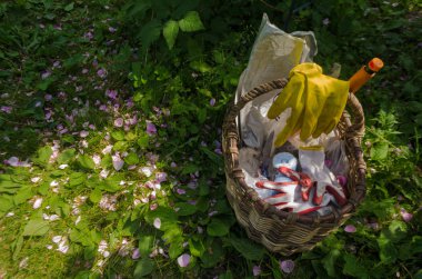 Bahçe araçları ve eldiven ile Sepet pembe yaprakları dağınık çim, üzerindedir. Yaz güneşli bir günde hasır pannier bahçecilik enstrüman üzerinde üst görünümü. Metin için boşluk. Tarım kavramı