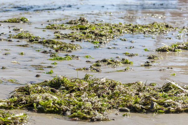 Green seaweed beached on the sandy city beach of Black sea. Algae on seashore coast in the summer sunny day. Marine and ecological concept
