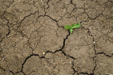 Kuru kahverengi çatlak toprak dokusu. Toprakta nem eksikliği, kuraklık. Dehidratasyon arazi kavramı. Küçük bir yeşil bitki ile minimalist arka plan tasarımı. Metin için yer