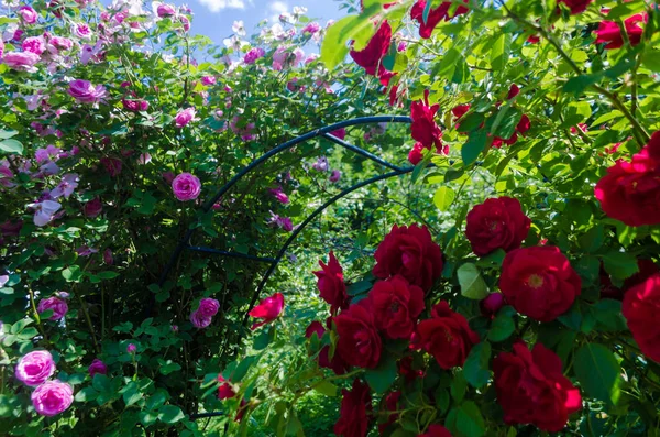 Bush de rosas rosadas y rojas esponjosas en un día soleado. Flores románticas sobre hojas verdes de fondo en el jardín. El primer plano de los arbustos con las flores llenas en la rama de los arbustos. Flores magenta para decorar cualquier día festivo — Foto de Stock