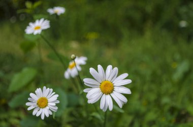 Bahçede bulanık yeşil çim üzerinde papatya Çiçek kavramı. Güneşli yaz gününde beyaz yaprakları ile çiçek açan çiçekler için görünümü kapatın. Metin yerine seçici odak lama ve en az kompozisyon