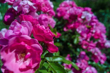 Güneşli bir günde kabarık pembe gülbush. Bulanık yeşil üzerinde Romantik florets bahçede arka plan bırakır. Çalılar dalı üzerinde tam çiçekli çalılar kapatın. Herhangi bir tatil dekorasyon için Macenta çiçekler