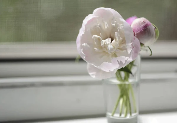 Strauß kleiner weißer und rosafarbener Pfingstrosen in einer Glasschale vor hellem Fensterhintergrund an einem strahlend sonnigen Tag mit fallendem Schatten. Stillleben von Blumen in einer Vase auf dem Tisch, Kopierraum. Geschenkkonzept — Stockfoto