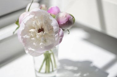 Parlak, güneşli bir günde, cam bir kapta, parlak bir arka planda, düşen bir gölgeyle birlikte, küçük beyaz ve pembe şakayık demeti. Evdeki masadaki vazoda fotokopi alanı olan çiçeklerle dolu bir hayat.