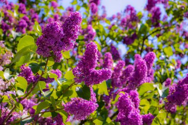 yeşil yaprakların bir arka plan üzerinde parlak güneş ışığında mor lavanta çiçekleri yakın