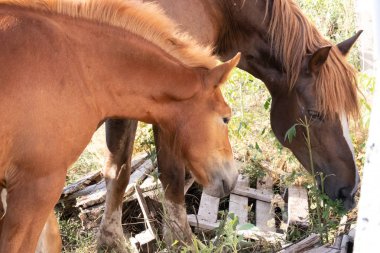 tarlalarda yemek yiyen iki atın yan görünümü