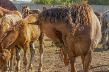 at sahada başını yana çevirdi