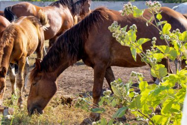Çayırda saman yiyen güzel kahverengi atın Closeup Yan görünümü