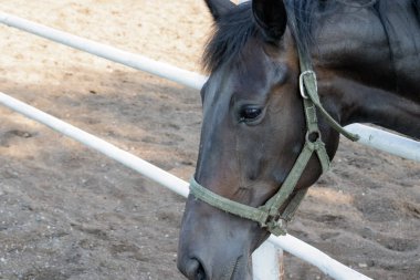 bir atın başının yakın çekim bir kum arka plan üzerinde sol görünüyor