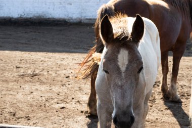 genç parlak beyaz aygır sol boş alan ile kamera bakar