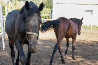 bir karanlık düz gider iki at ve ahır da ikinci kahverengi geri