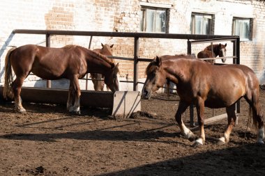 kahverengi atlar ahır ortasında çiftlikte yürümek