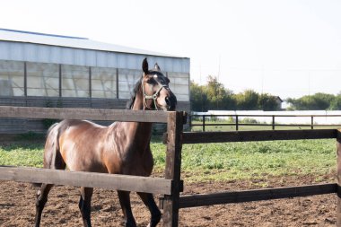 yaz aylarında bir çiftlikte bir çit arkasından karanlık at peeps