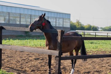 koyu kahverengi sürme aygır çit arkasında duruyor ve yaz aylarında sol yan görünüm görünüyor