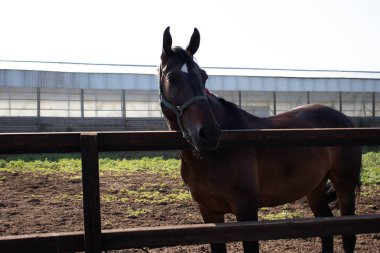 gurur koyu kahverengi aygır bir çiftlik alanında bir çit arkasında duruyor ve sağa başını döner