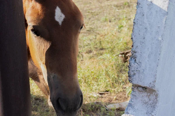 closeup of a horse\'s head peeping in the shade