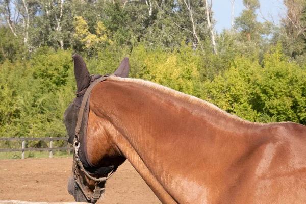 Braunes Pferd in Maske blickt seitwärts auf einen Hintergrund aus Bäumen und Feldern — Stockfoto