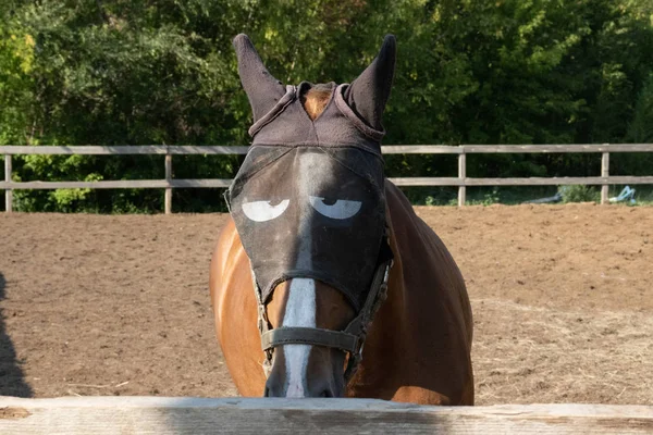 Pferd mit lustiger Maske blickt in die Kamera im Stall — Stockfoto