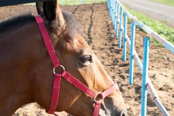 Nahaufnahme eines braunen Hengstkopfes mit Schnauze, der auf einem Bauernhof nach rechts schaut — Stockfoto