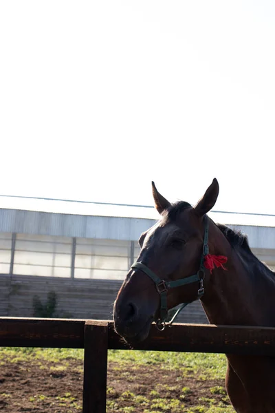 Vertikale Aufnahme eines dunklen Pferdes, das in Richtung Seitenansicht auf einem Bauernhof blickt — Stockfoto