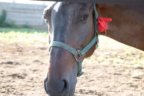 Das Gesicht des Pferdes eine halbe Drehung in der Schnauze blickt direkt in die Kamera — Stockfoto