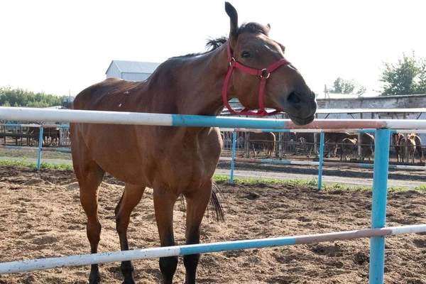 Braunes Pferd auf dem Hintergrund der Stallungen in der Maulkorbansicht — Stockfoto